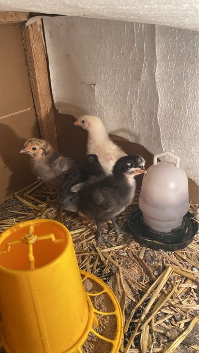 Балапандар пародистый