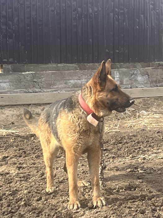 Немецский овчарка