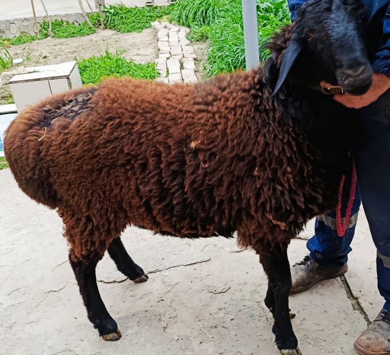 KASHTAN Toza Hisori Surxondaryodan kelgan Gigant Sifat Qochqor sotilad