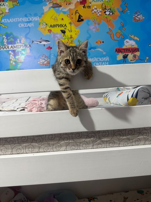 Кошка породистая