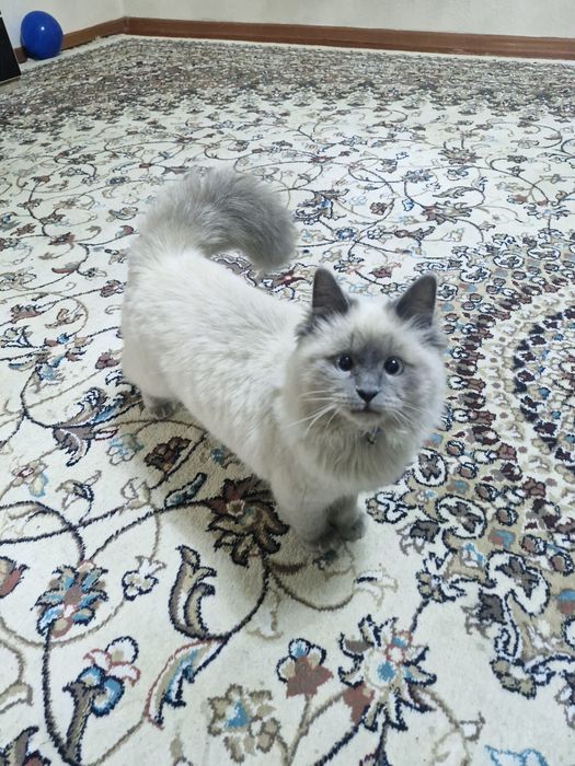 Пародистая кошка продаётся.