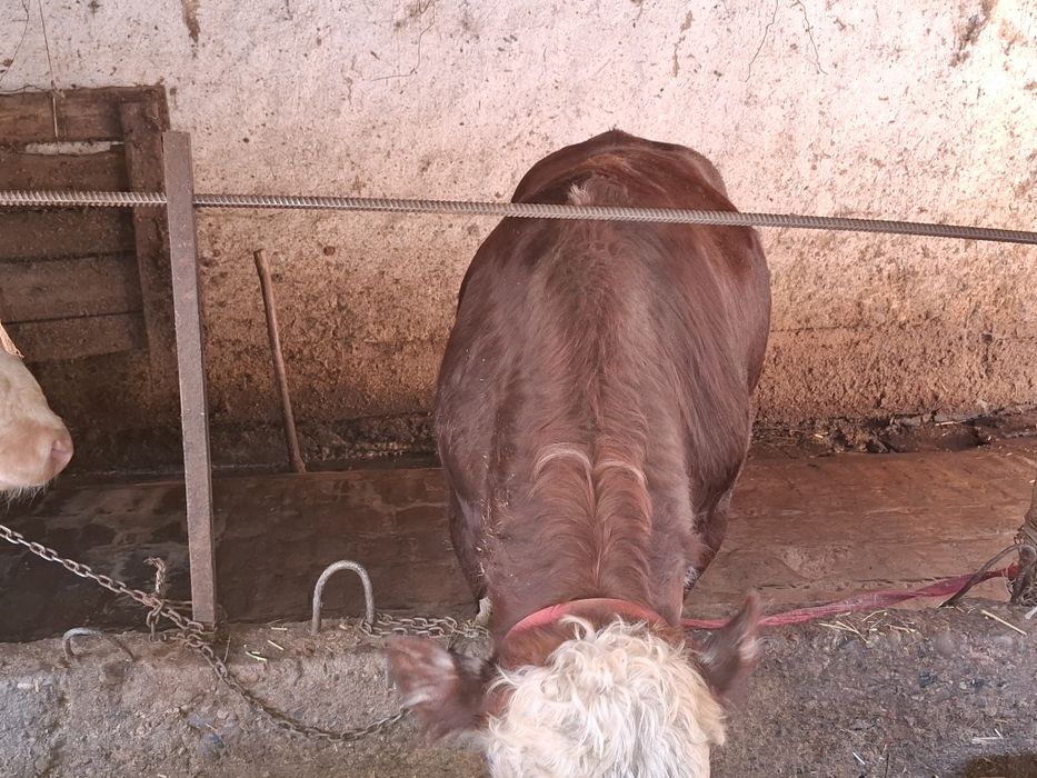 Букалар, 110 млнга 3 та букка