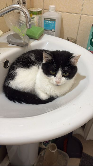 Отдам кошку в добрые руки