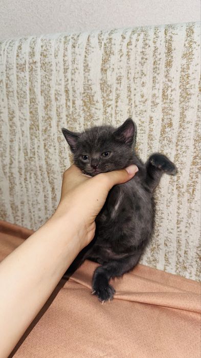 Продаются котята
