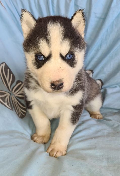 Продам щенков сибирский хаски мальчики и девочки