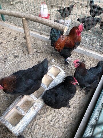 Oua de la 8 lei pentru  incubat si incubatoare pui automate!