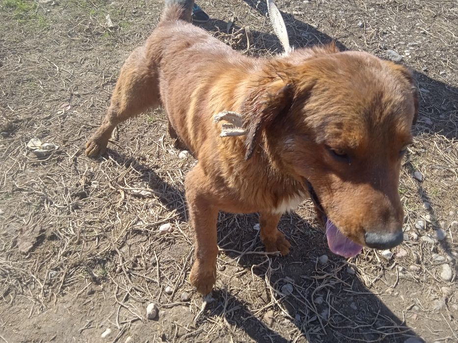 Собаку мальчик продам