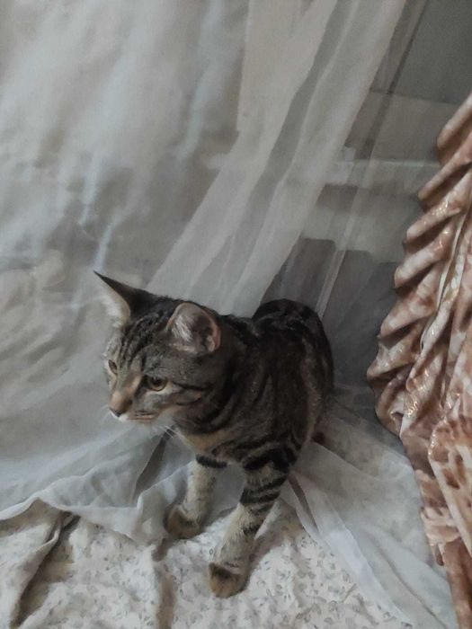 Отдам в хорошие руки