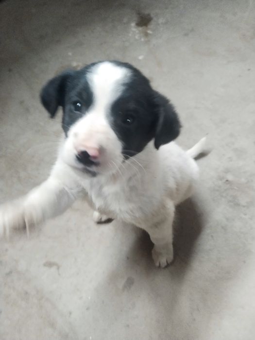 itlar sotiladi , ovqat yeydi , tekin