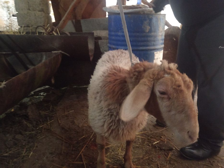 Qirgiz qoy urgochi toqlik Киргиз кой соглик туклик