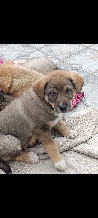 Отдам очень хорошие ручки