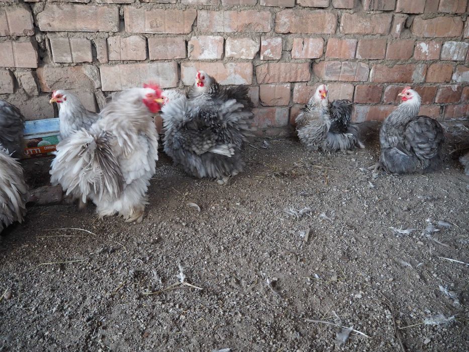 Oua incubat de la gaini matase japoneza,cochin pitic, frizat, bobtail