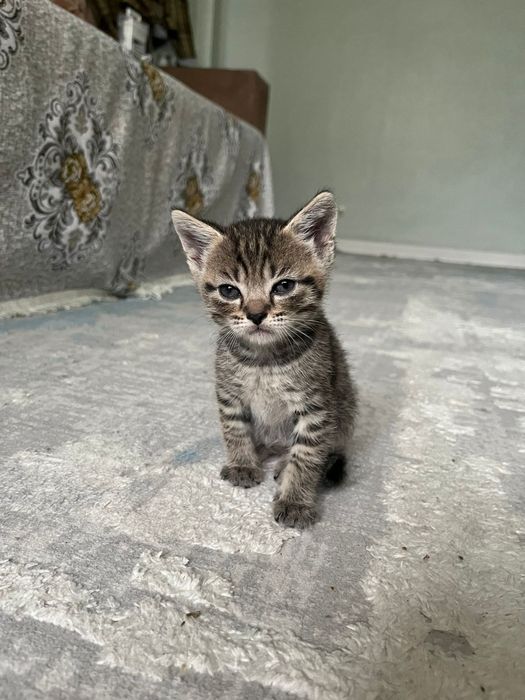 Котята  в добрые руки