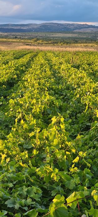 Butasi vita de vie altoiti