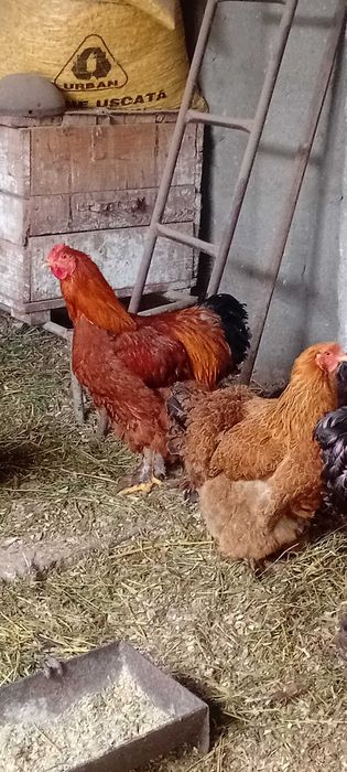 Cocosi Brahma 7 luni