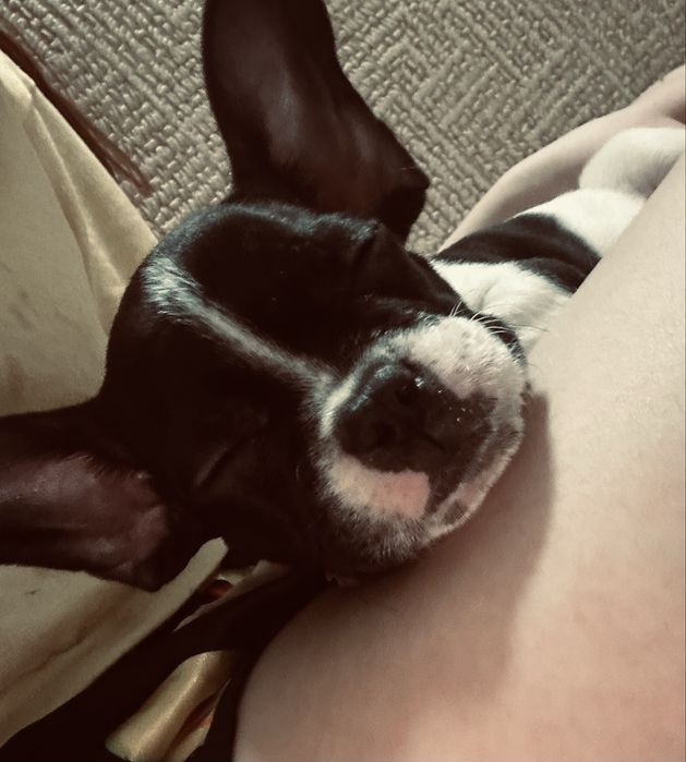 Французский бульдог