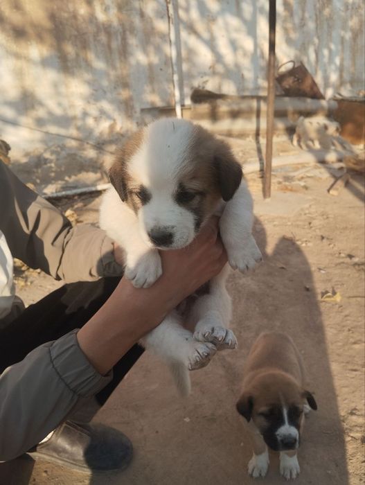 Bu kichkinaligadagi rasimi hozir katta roq