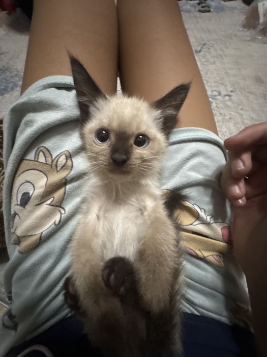 Сиамская кошка