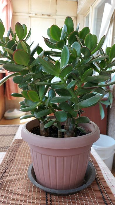 Домашние цветы,для дома,офисов.