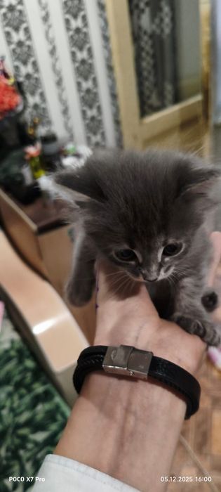 отдам маленькую кошечку