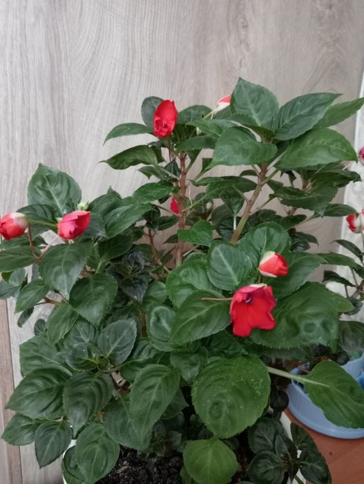 Продам бальзамин