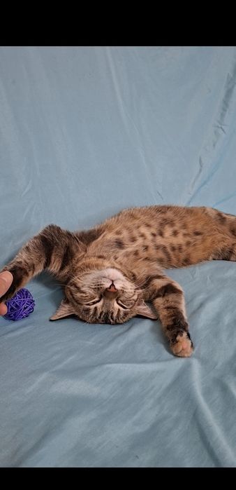 Мурлыка кошечка Мурочка в добрые руки!