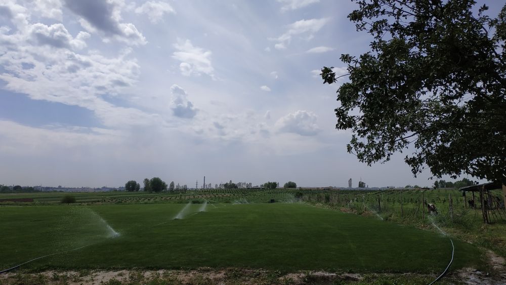 Рулонные газоны от производителя