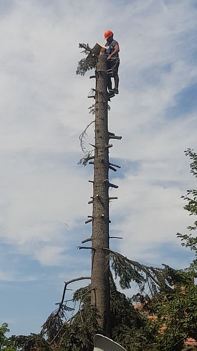 Tăiere copaci defrisari terenuri alpinist utilitar evaluare gratuita