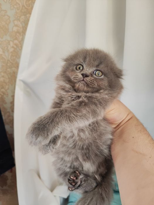 Продаются котята