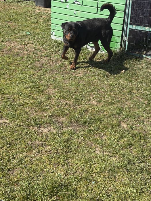 Donez  caine  rottweiler