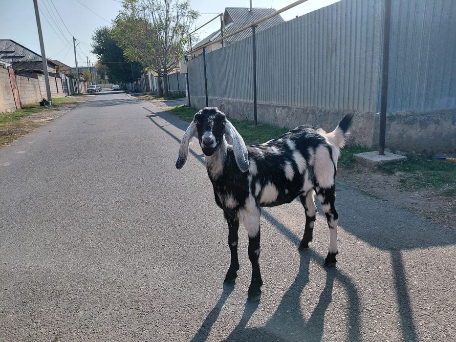 Продается козочка