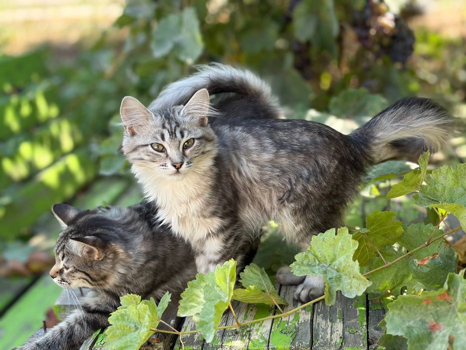 Срочно уличные котята ищут дом