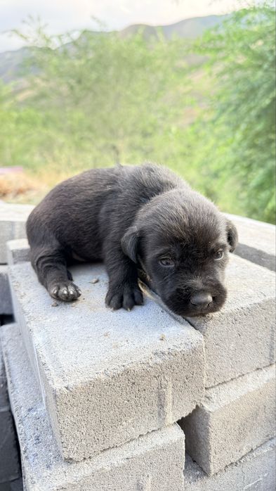 Щенки отдам бесоплатно