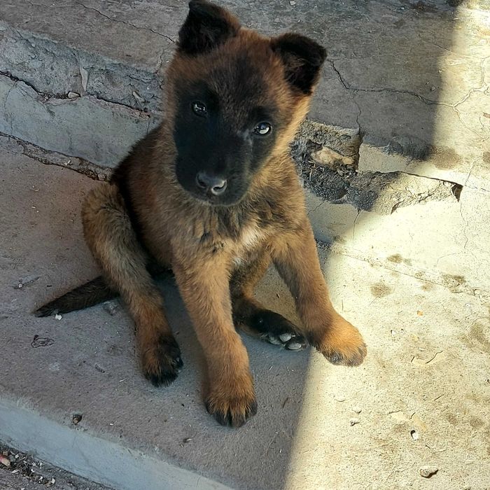 Белгийски овчарки 2 кутрета бащата е полицай , много умни и игриви!