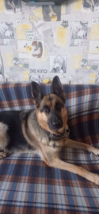 Немецкая овчарка (взрослая)