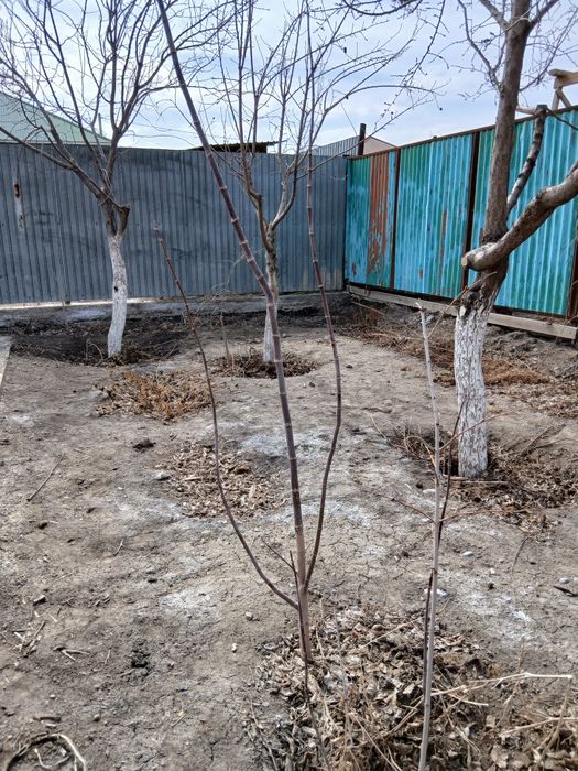 Клён ағаштары бар