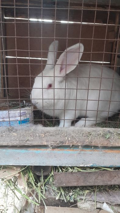 Продам.   кроликов