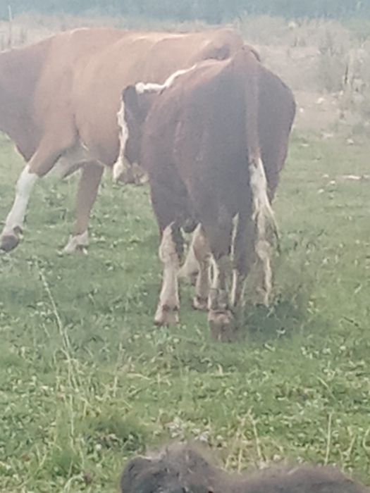 Vând    Taur.     Monta