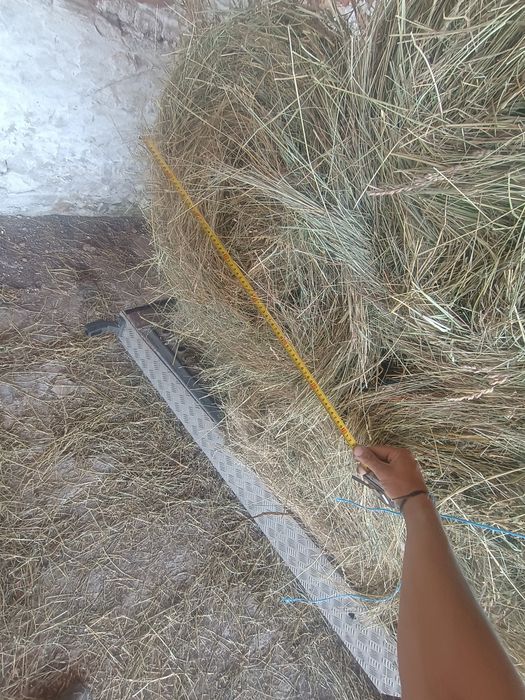 Бали ливадно сено