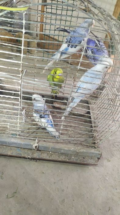 Кушлар сотилади соглом