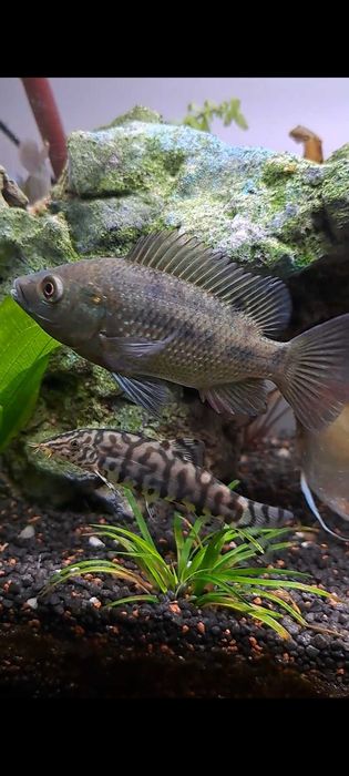 Amenajari/mentenanta acvarii Bucuresti