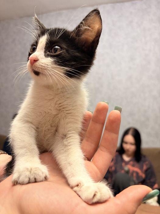 Отдам котика бесплатно мальчик