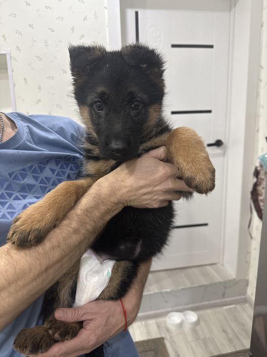 Щенок немецкой овчарки