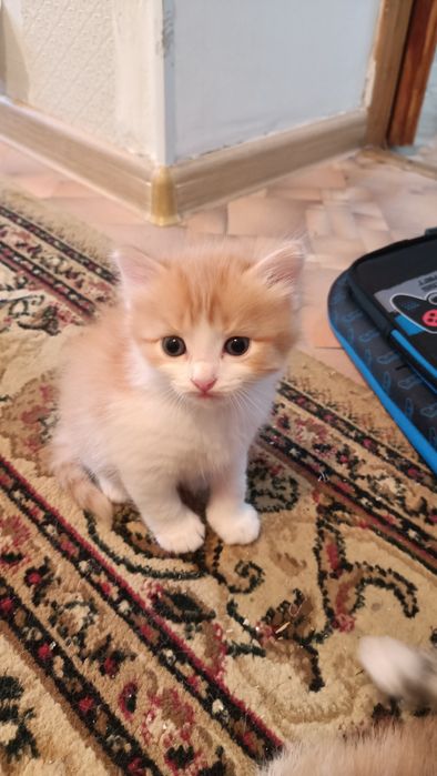 Отдам срочно котят