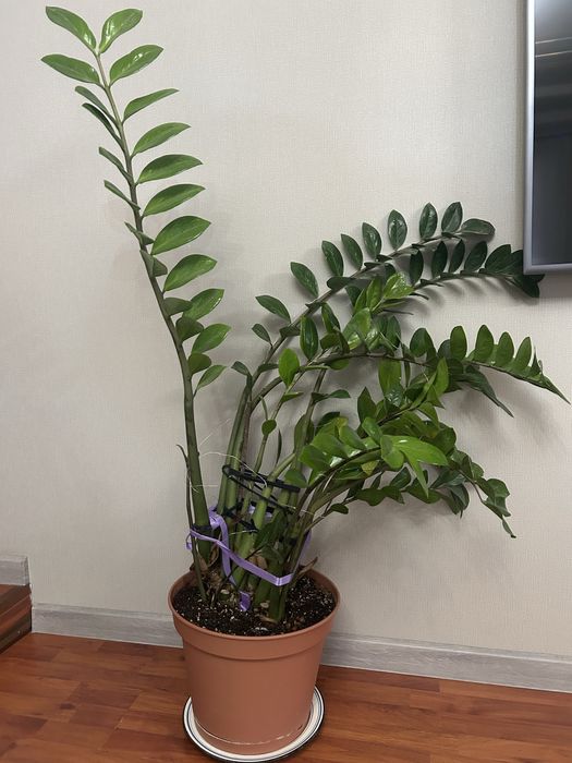 Продам комнатные цветы