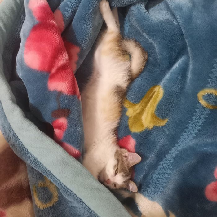 Кошка возраст средний