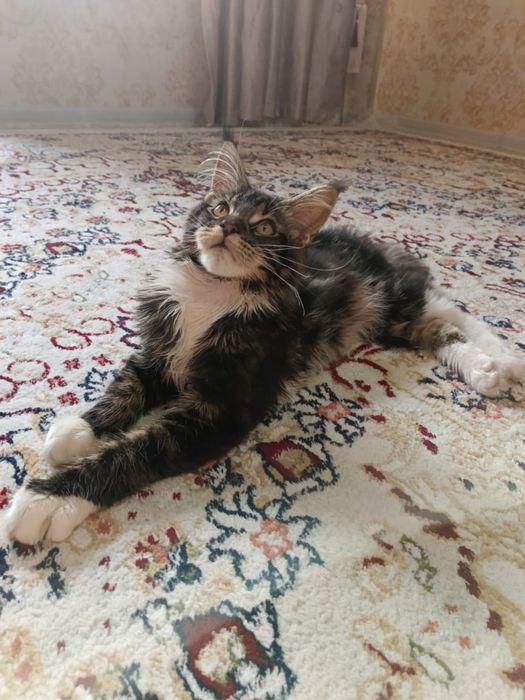 Кошка:Мейн-кун сатылады!