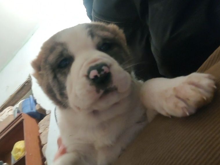 Продаже щенки тяжи