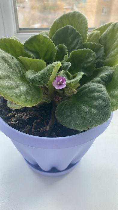 Продам комнатные фиалки