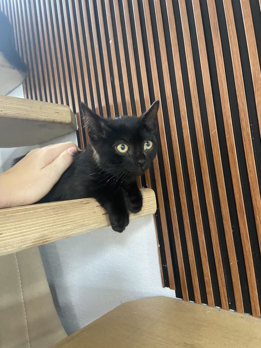 Отдам ласковых котят